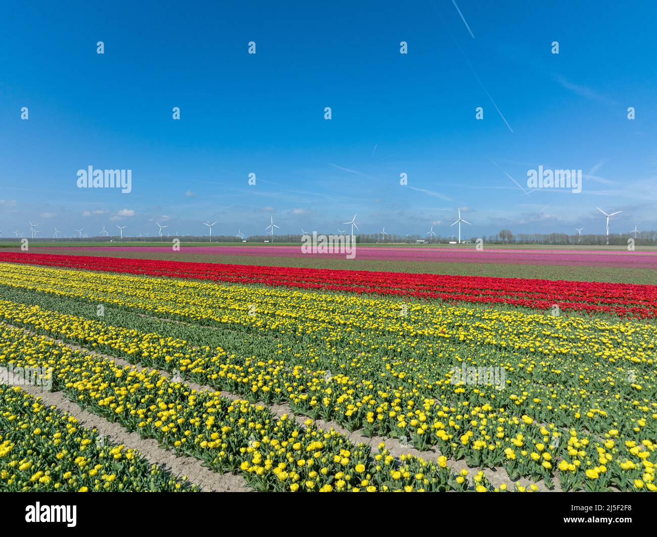 File di tulipani gialli, rossi e rosa a Flevoland Paesi Bassi con turbine eoliche che girano all'orizzonte, vista aerea. Foto Stock