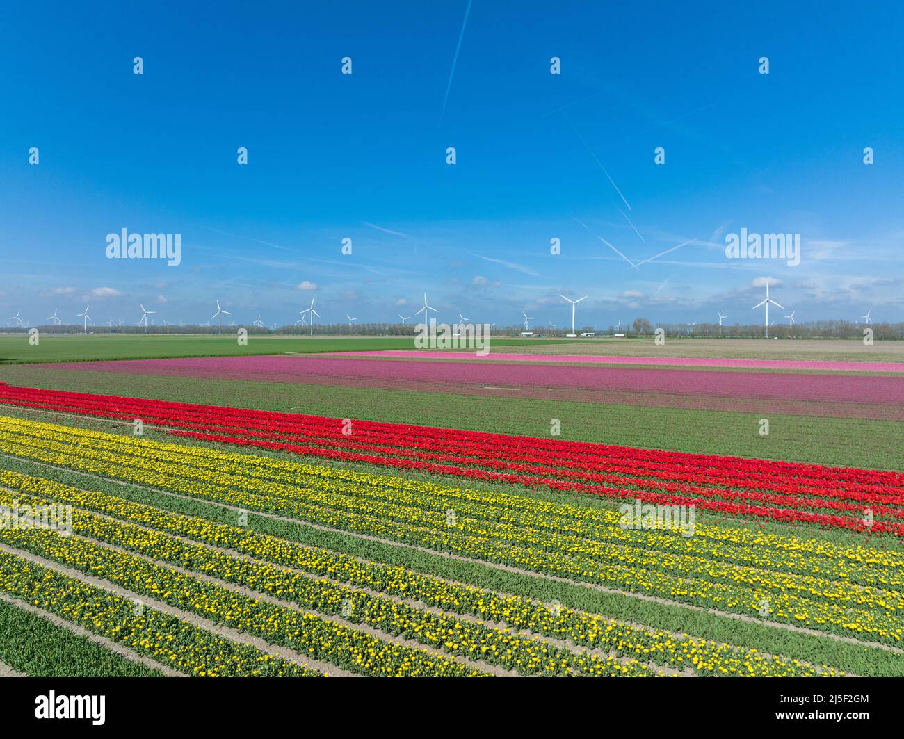 File di tulipani gialli, rossi e rosa a Flevoland Paesi Bassi con turbine eoliche che girano all'orizzonte, vista aerea. Foto Stock