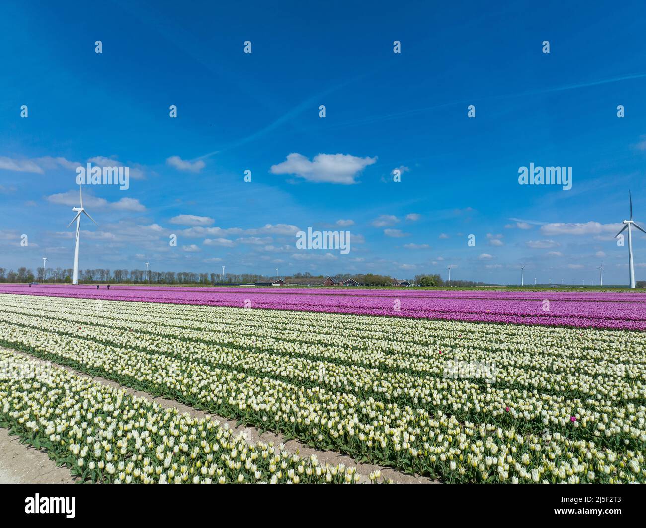 File di tulipani rosa a Flevoland Paesi Bassi con turbine eoliche che girano all'orizzonte, vista aerea Foto Stock