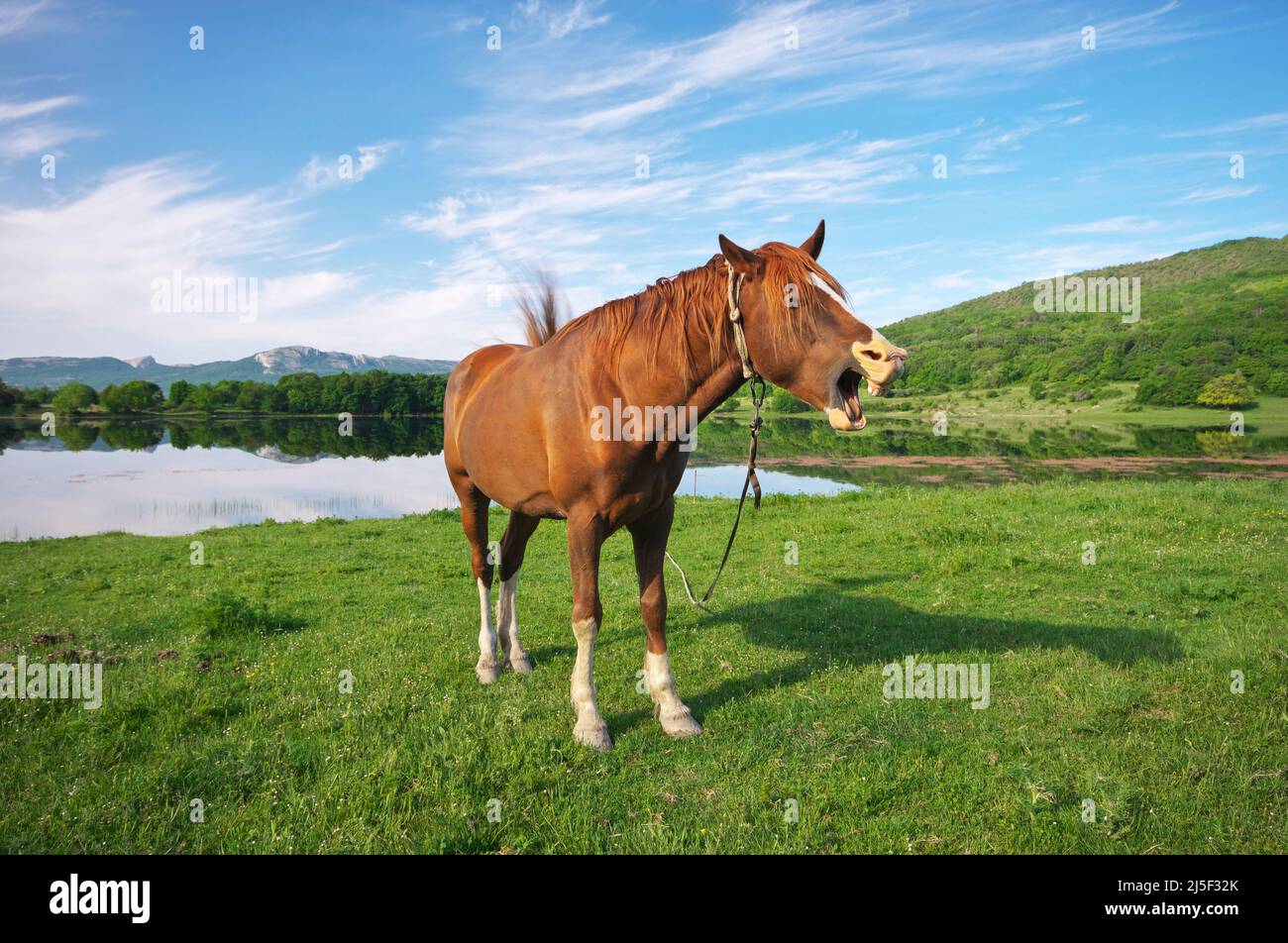 Cavallo aperto bocca come se gridando. Lago e erba estiva. Foto Stock
