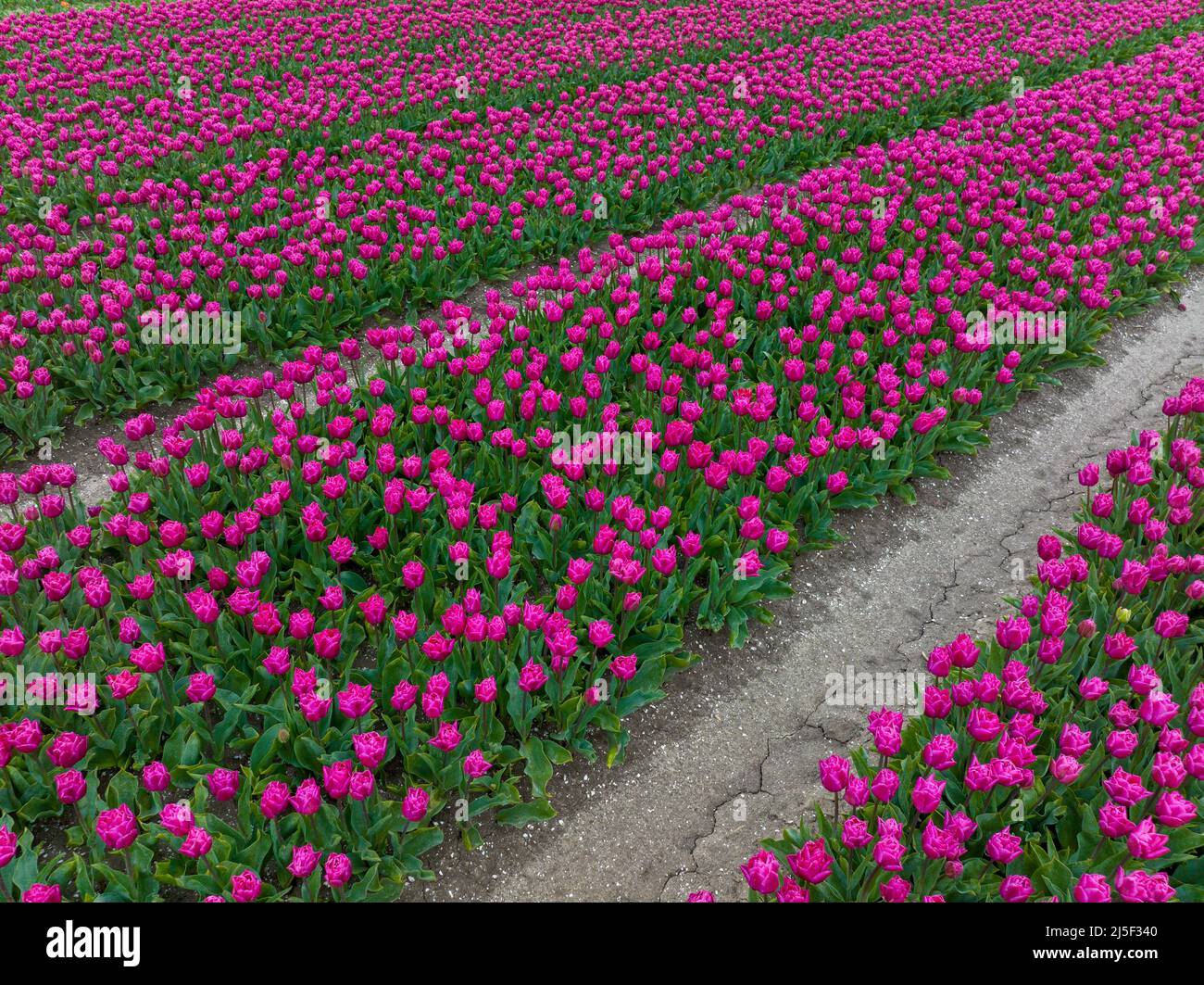 Fila di tulipani viola a Flevoland Paesi Bassi Foto Stock