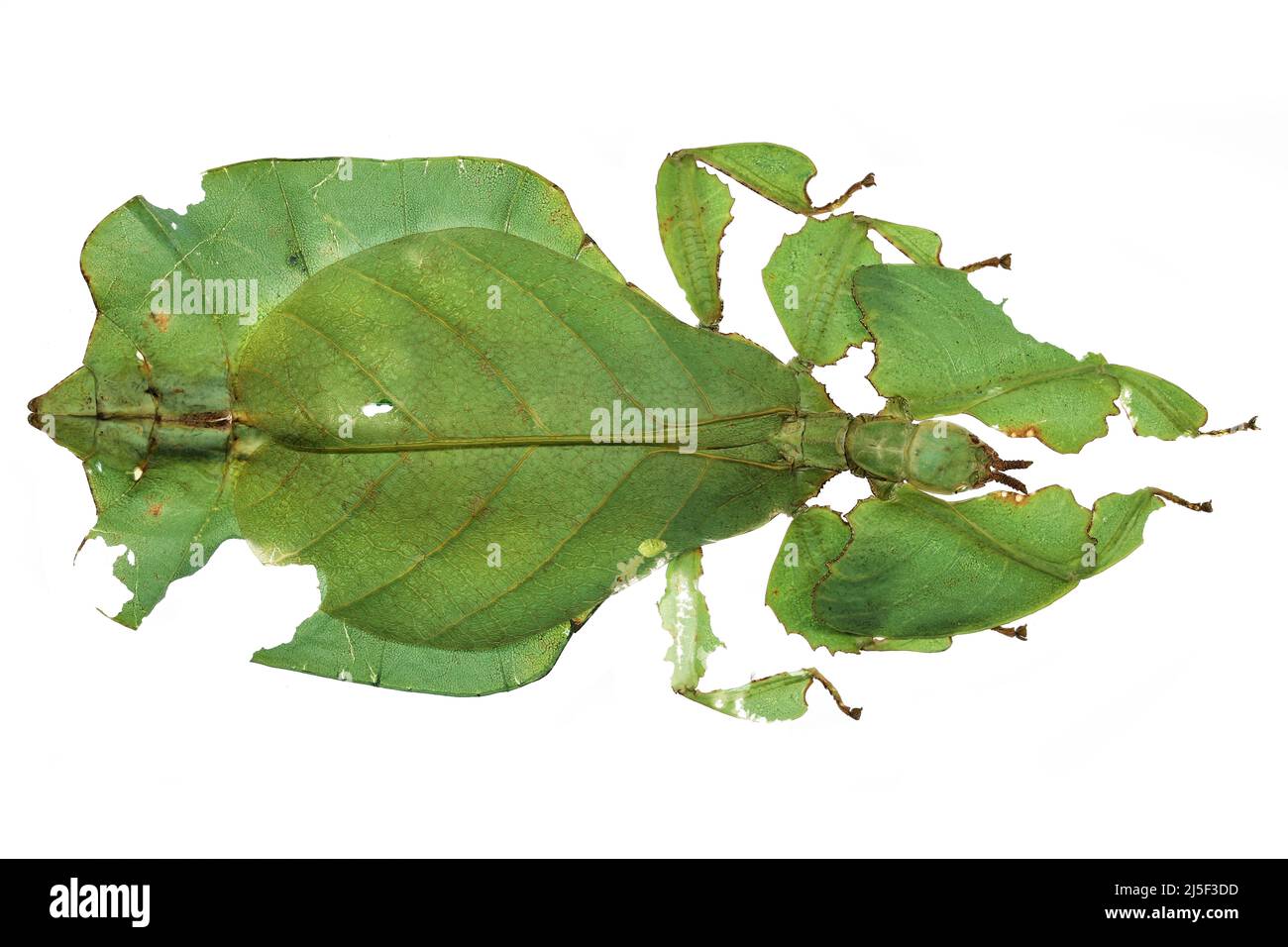 Insetto in foglie di grigio (Pulchriphyllium bioculatum) isolato su sfondo bianco Foto Stock