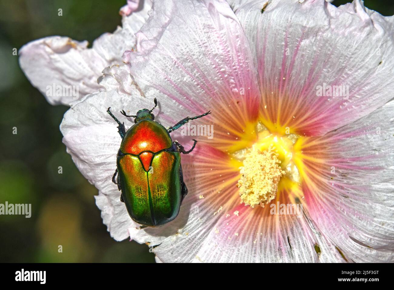 Fiore europeo beetle, cuprea Protaetia Foto Stock