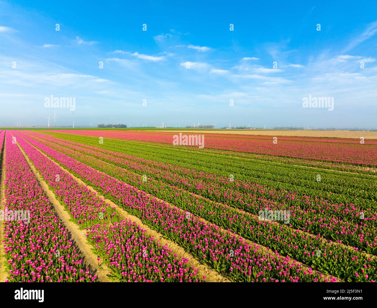 File di tulipani rosa a Flevoland Paesi Bassi Foto Stock