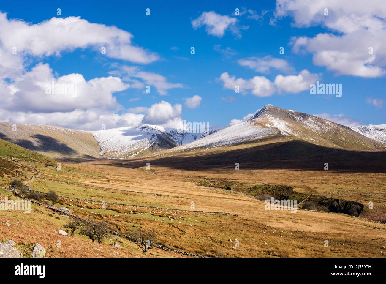 Montagne innevate di Carneddau con pascolo di pecore in valle nel Parco Nazionale di Snowdonia. Bethesda, Gwynedd, Galles settentrionale, Regno Unito, Gran Bretagna Foto Stock