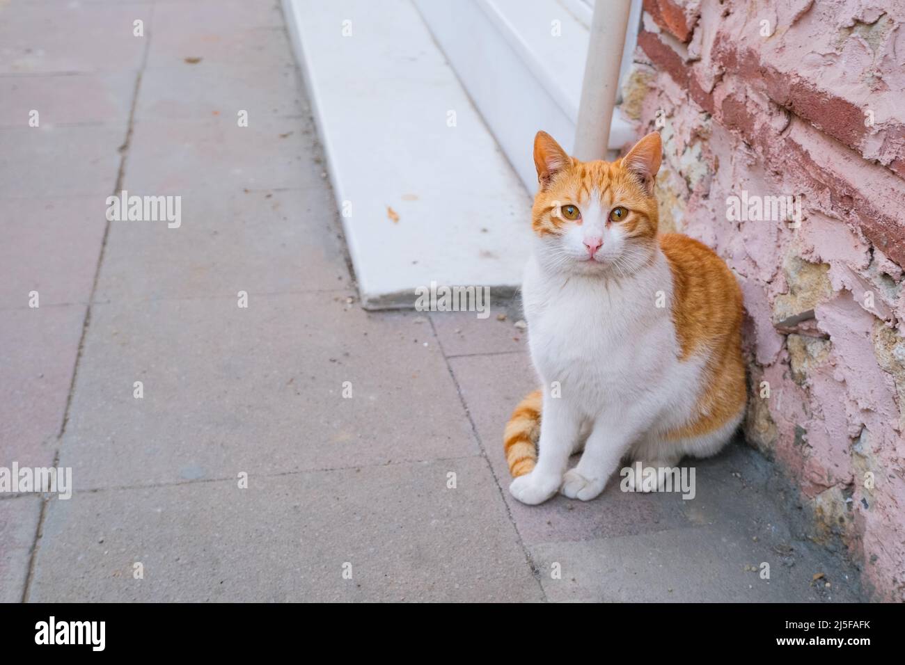 bellissimo gatto bianco e zenzero seduto sulla strada vicino alla vecchia parete rosa trama sfondo. animali senza casa concetto. Foto Stock