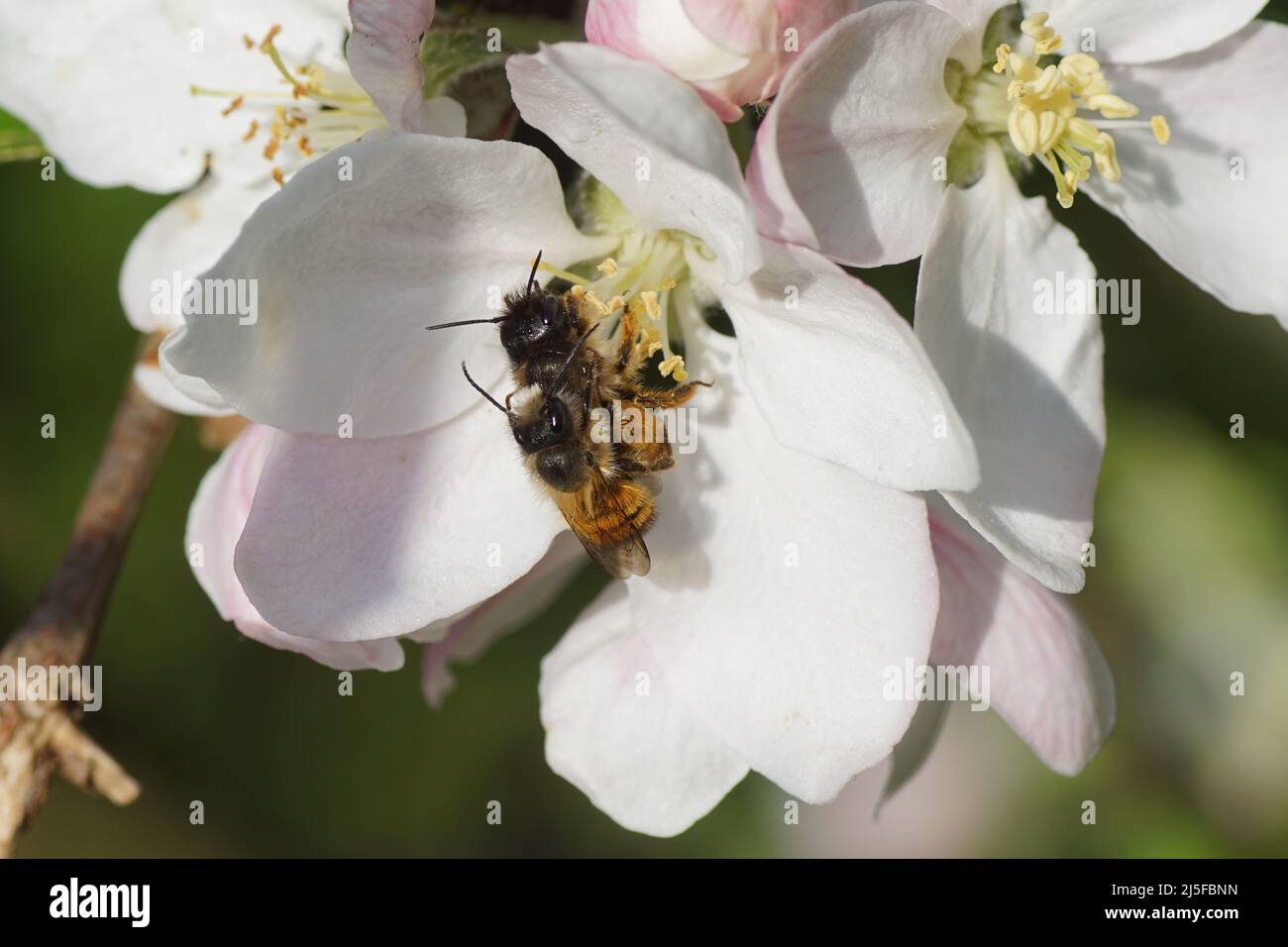 Femmine e maschi api rosse del masone (Osmia bicornis), famiglia Megachilidae sui fiori bianchi dell'albero della mela. Primavera, Paesi Bassi aprile Foto Stock
