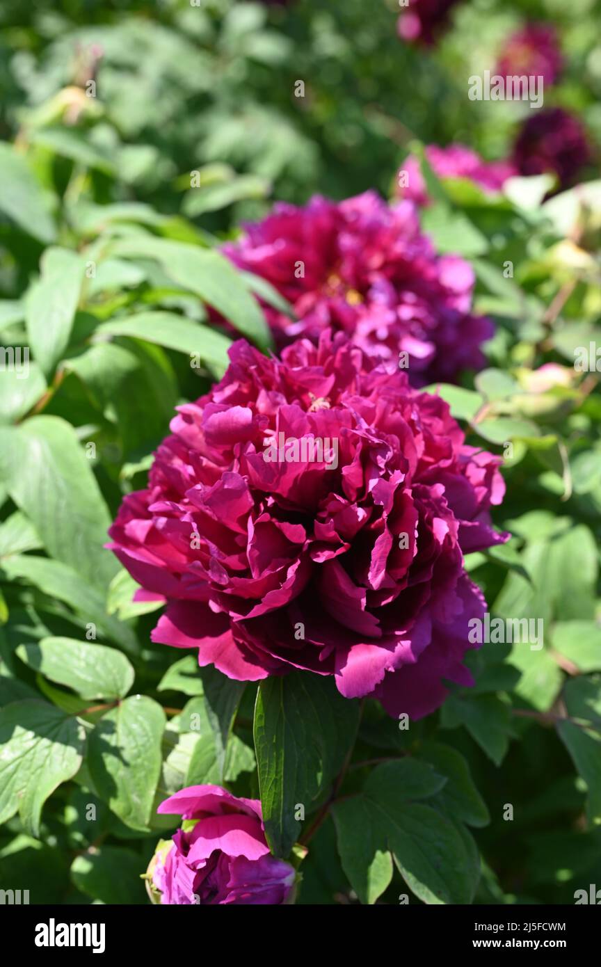 Esplorare e godere dei ricchi colori delle famose Peonie Foto Stock