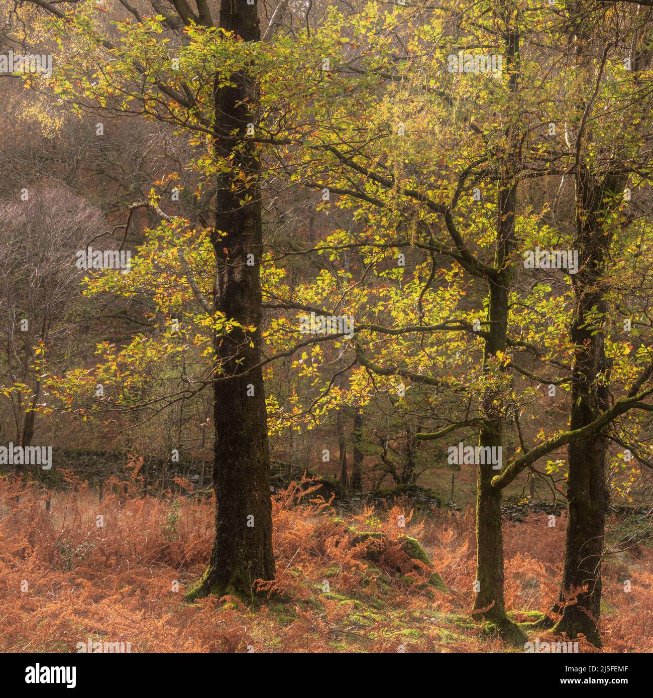 Bella immagine di paesaggio autunnale di boschi intorno a Holme cadde nel Lake District Foto Stock