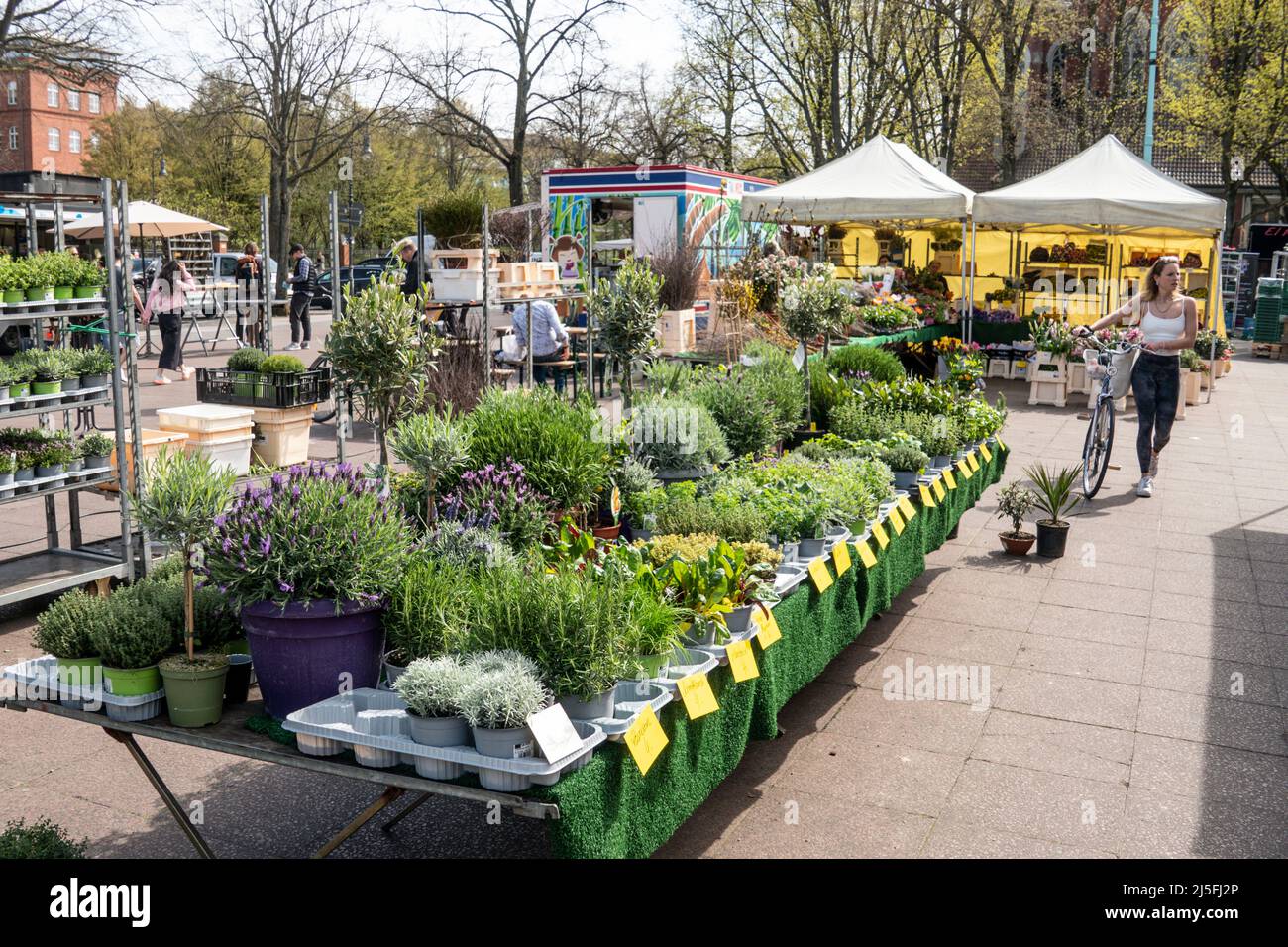 Blumen auf dem Wochenmarkt Winterfeldtplatz a Schöneberg, Frühling 2022, Berlino Foto Stock