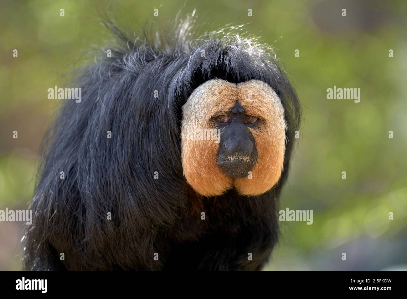 Scimmia saki di faccia bianca maschio Foto Stock