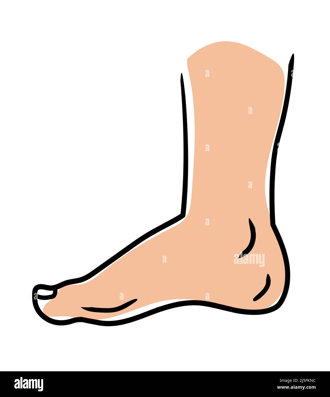 Illustrazione vettoriale di un piede in piedi, piede umano , isolato Illustrazione Vettoriale