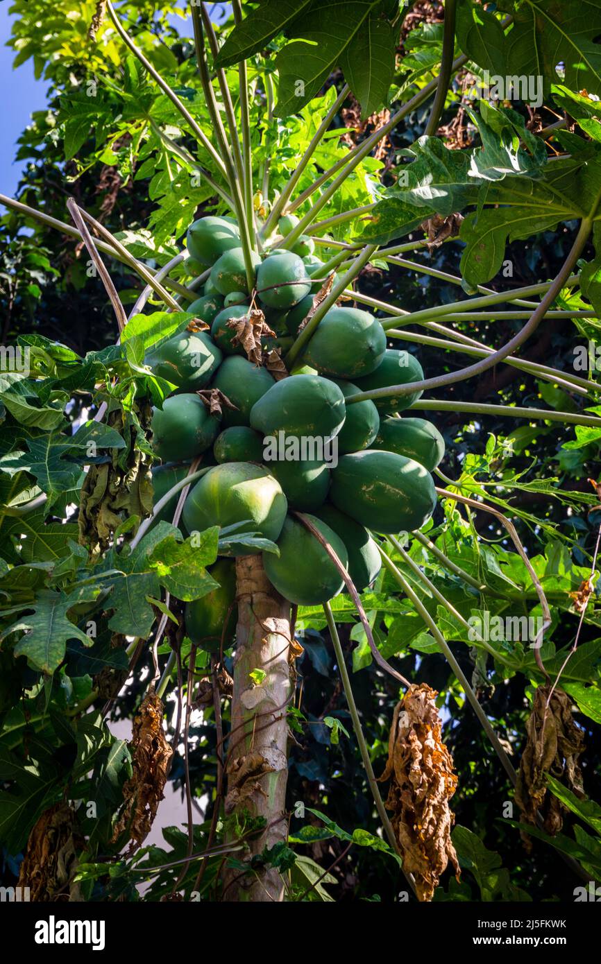 Un primo piano di papaya appeso in un albero in una fattoria biologica indiana. Papayas crescono in climi tropicali e sono anche conosciuti come papaws o pawpaws. Foto Stock