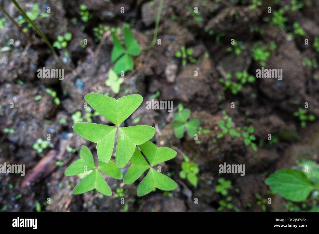 Un closeup shot di pianta di Oxalis latifolia, una specie di pianta di fioritura nella famiglia del legno noto con i nomi comuni giardino rosa-sorrel e largo Foto Stock