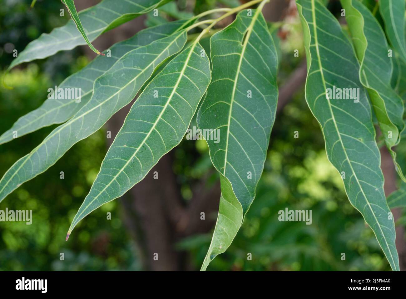 Foglie di lilla indiane. Azadirachta indica, comunemente noto come neem, nimtree o lilla indiana, è un albero della famiglia mogano Meliaceae. Foto Stock