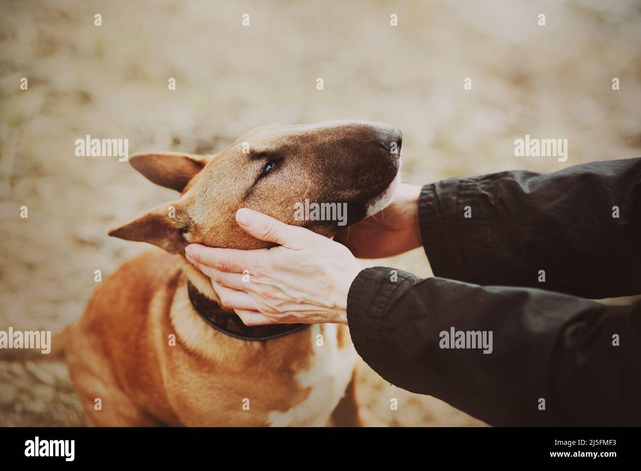 Un carino cucciolo di zenzero toro terrer è seduto, e il suo proprietario tiene delicatamente la sua muso con le mani in una giornata luminosa. Cammina e allenati con il tuo p. Preferito Foto Stock