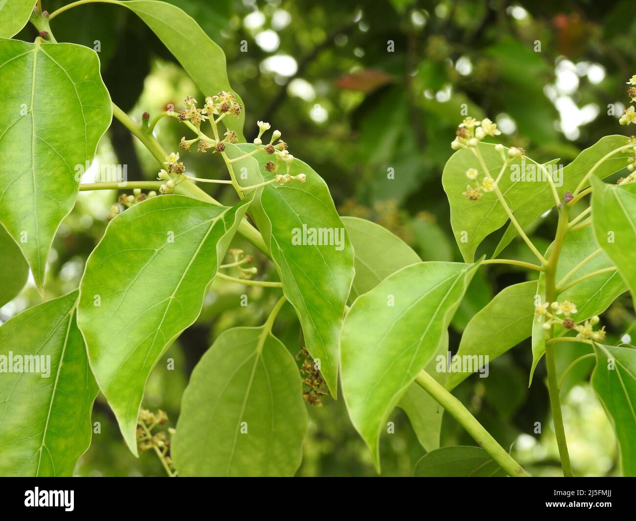 Un primo piano di foglie di alloro canfora. Cinnamomum camphora è una  specie di albero sempreverde che è comunemente conosciuto con i nomi albero di  canfora, campo Foto stock - Alamy