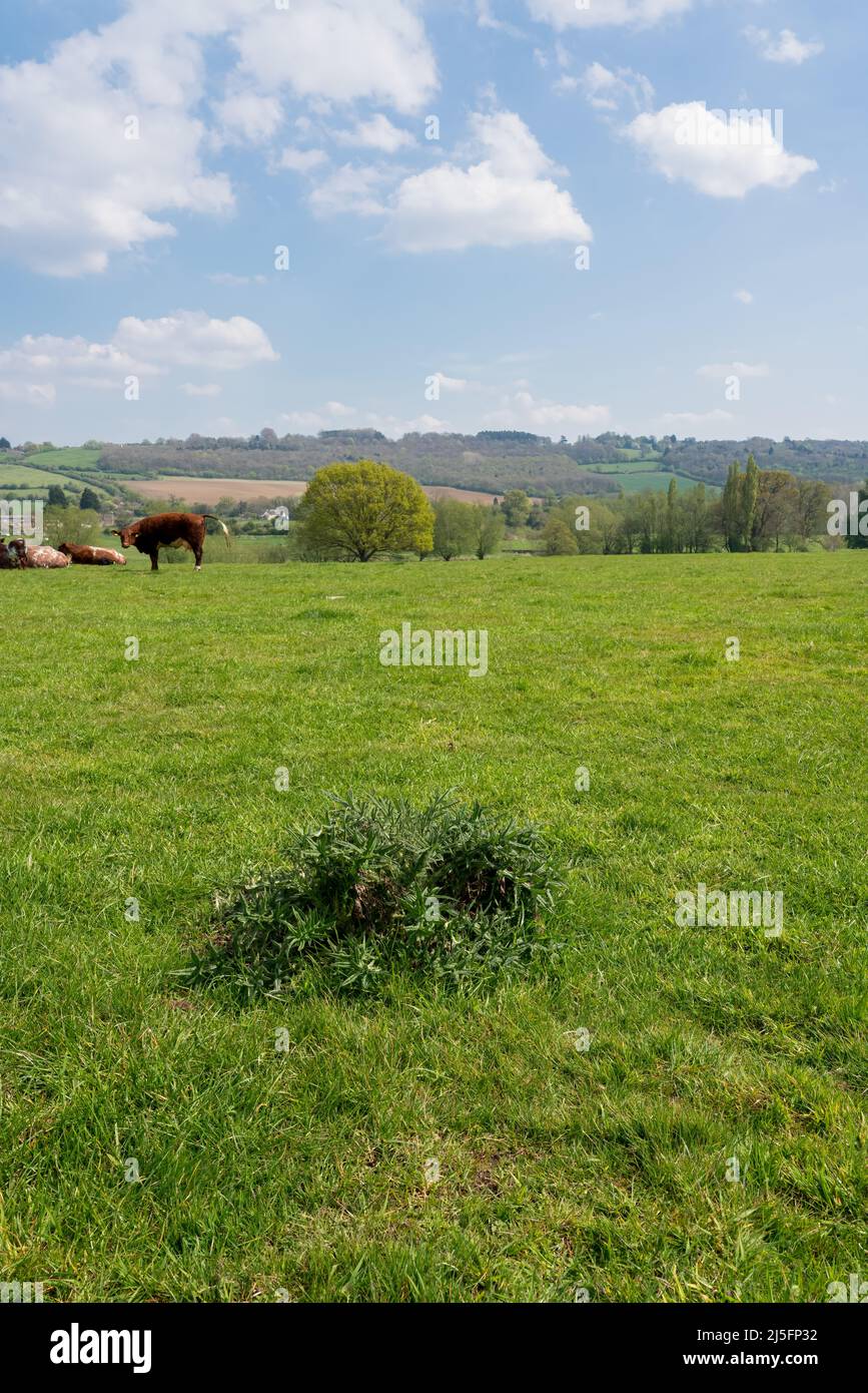 Mucche lontane e un faggeto solitario come sfondo, Lacock Wiltshire Foto Stock