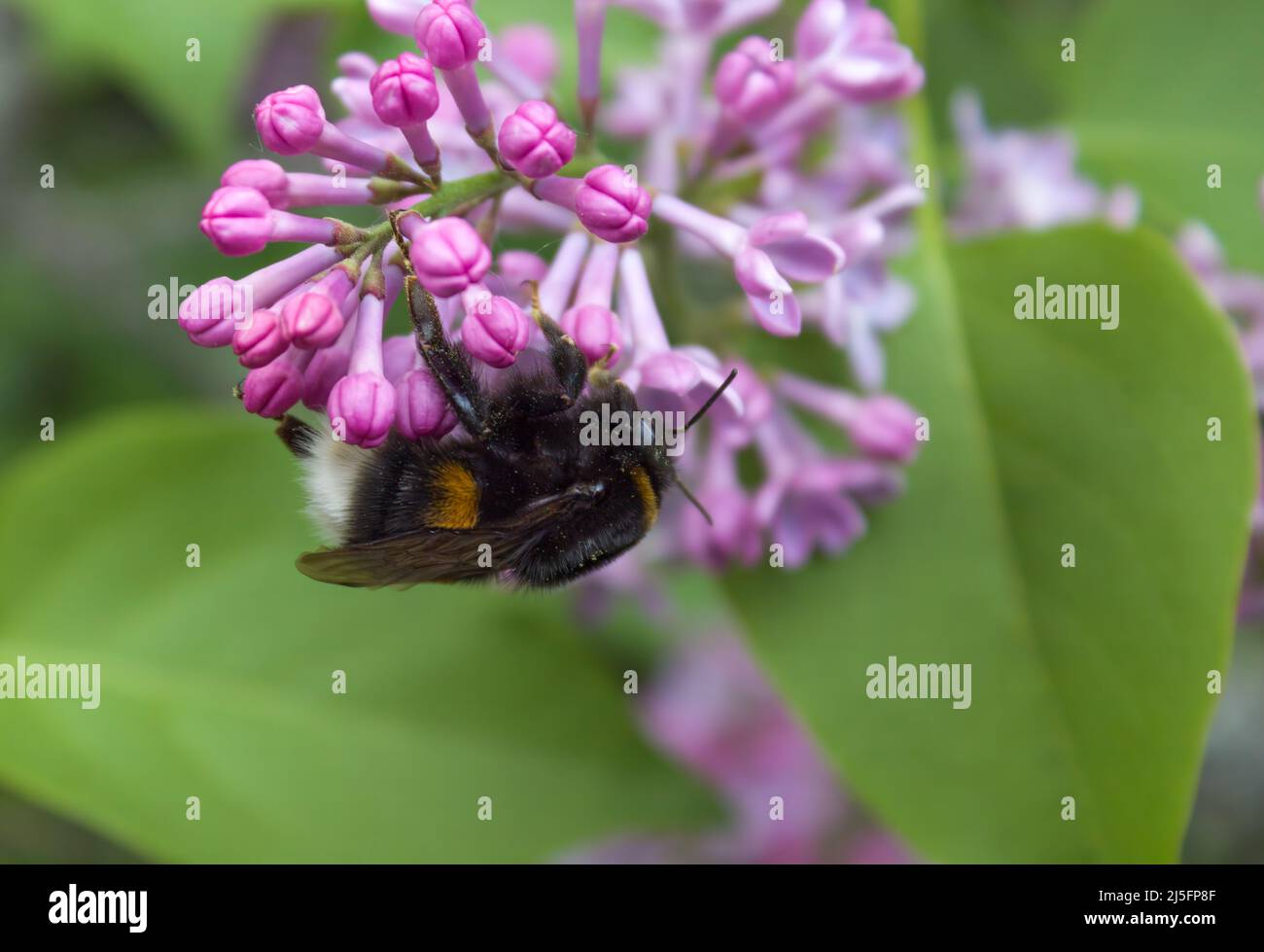 Bumblebee Bombus hortorum su un fiore. Primo piano. Zona di esclusione di Chernobyl Foto Stock