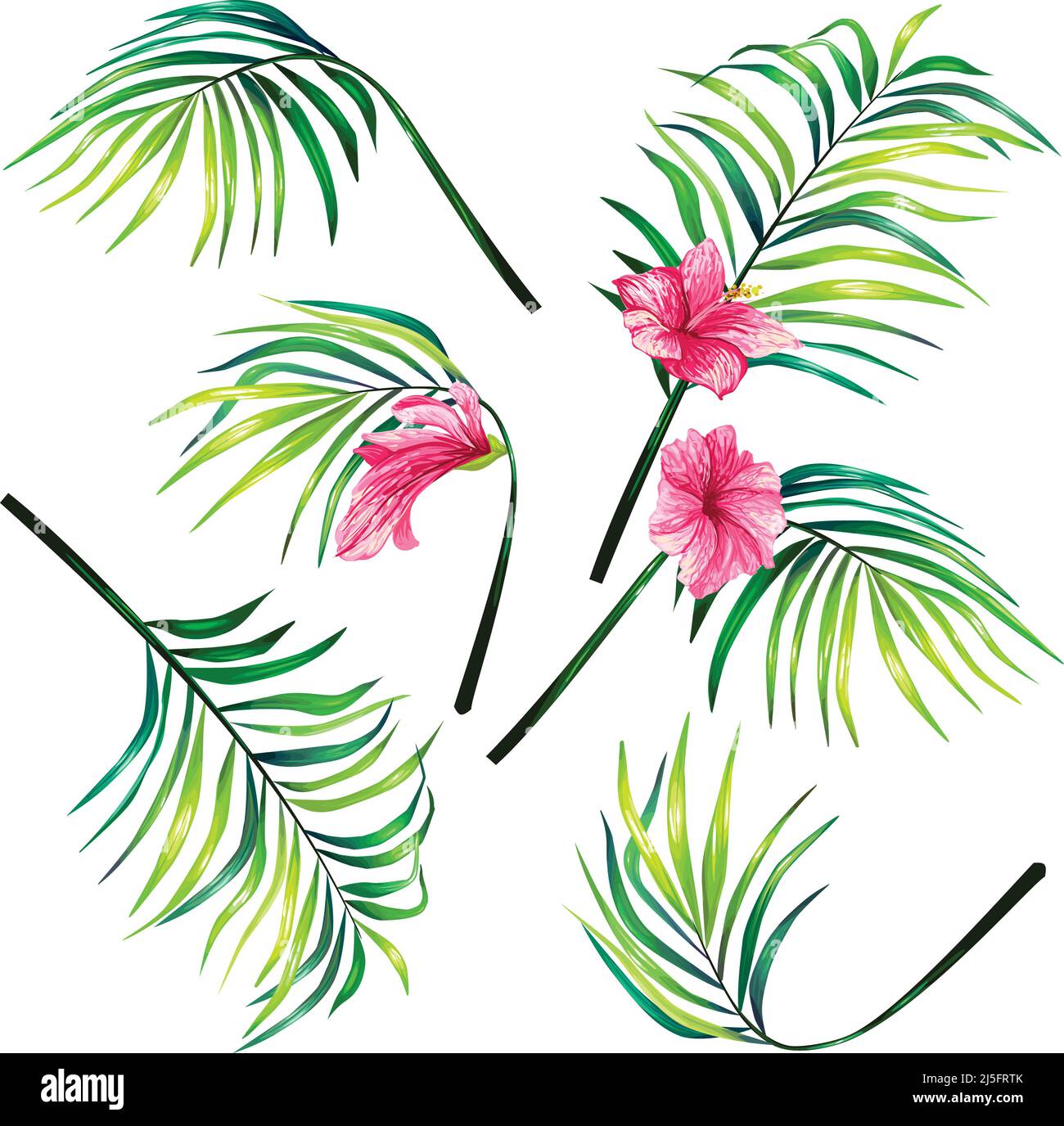 Set di illustrazioni vettoriali botaniche di foglie di palma tropicali in uno stile realistico. Stampa, modello, elemento di disegno Illustrazione Vettoriale