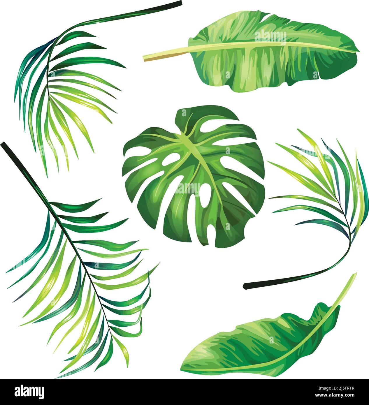 Set di illustrazioni vettoriali botaniche di foglie di palma tropicali in uno stile realistico. Stampa, modello, elemento di disegno Illustrazione Vettoriale
