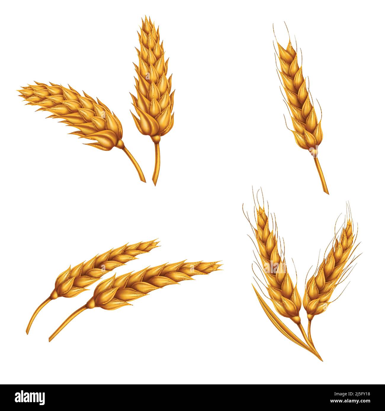 Set di illustrazioni vettoriali di spikelets di grano, grani, carrucole di grano isolato su sfondo bianco. Modello, stampa, elemento di disegno. Illustrazione Vettoriale