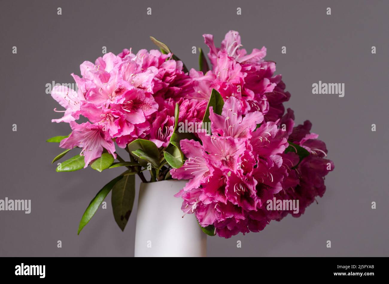 Rosa Rhodendron ferrugineo fiori Foto Stock