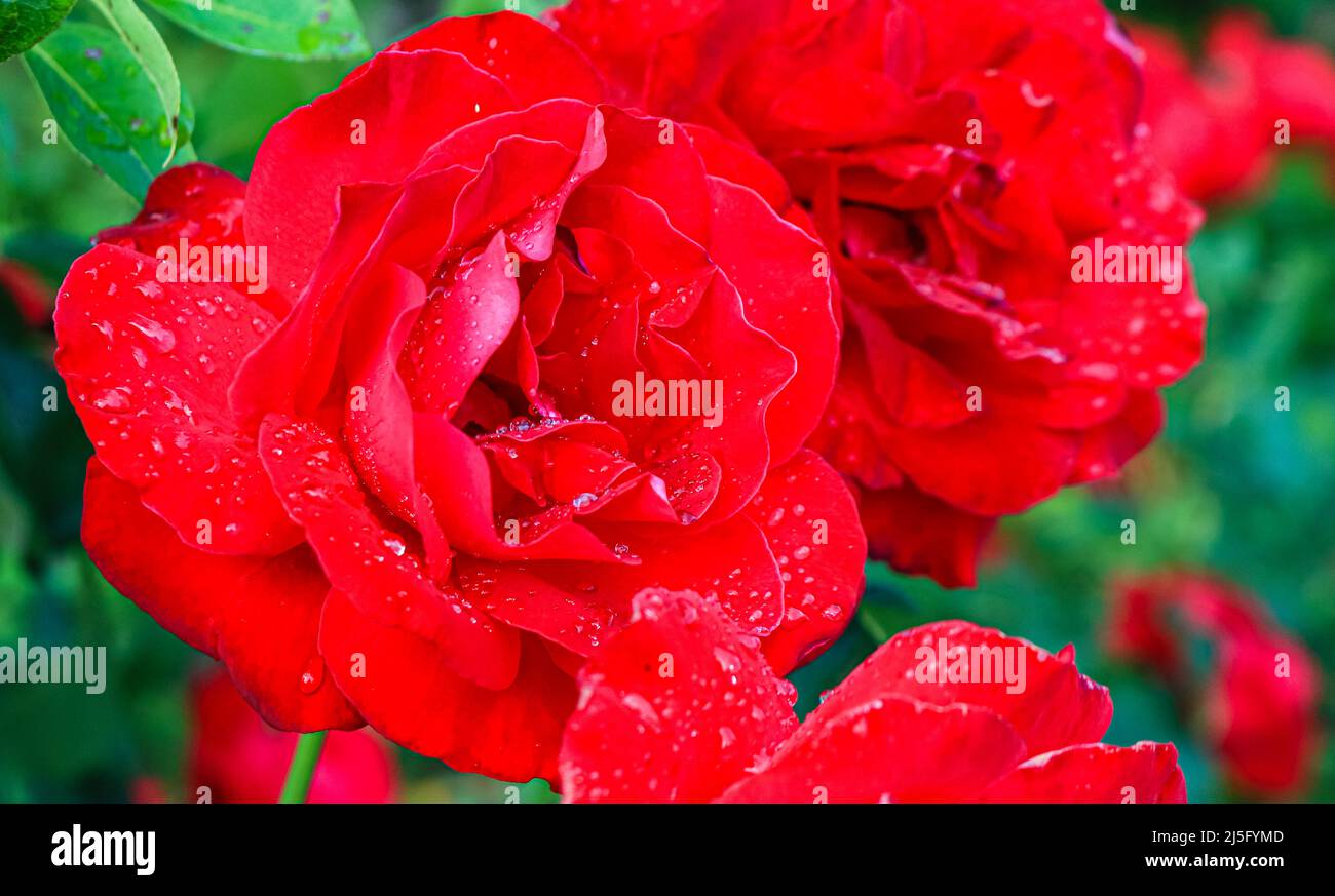 Immagine presa dopo una pioggia di estate. In prossimità di una splendida e grande fiore rosa. Gocce di pioggia fresca su rosso petali di rosa. Foto Stock