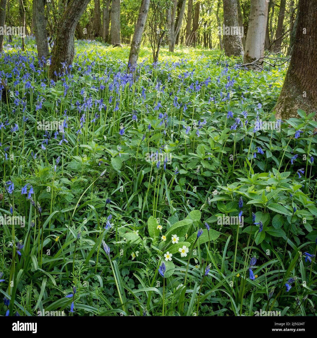 Bosco inglese in primavera tappezzato con campane indigene (Hyacinthoides non-scripta) e un singolo primule (Primula vulgaris) Foto Stock