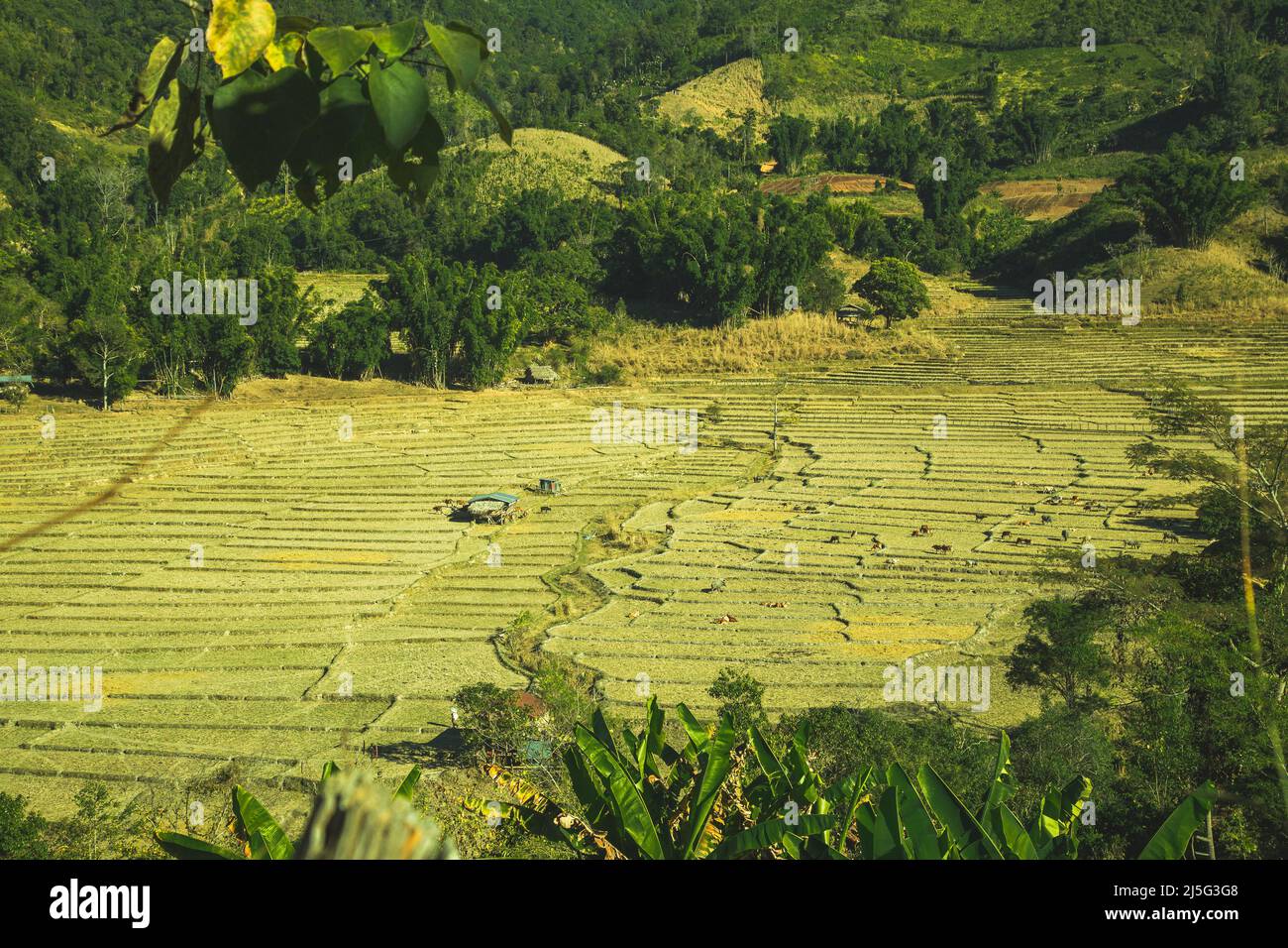 Veduta aerea dei campi di Thung Bua Tong a Mae Hong Son, Thailandia Foto Stock