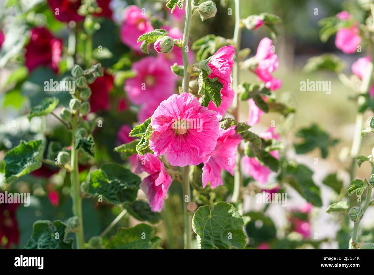Bellissimi fiori rosa sul campo estivo. Hollyhock fiori con fiori enormi ornamentali più popolari in giardino. Foto Stock
