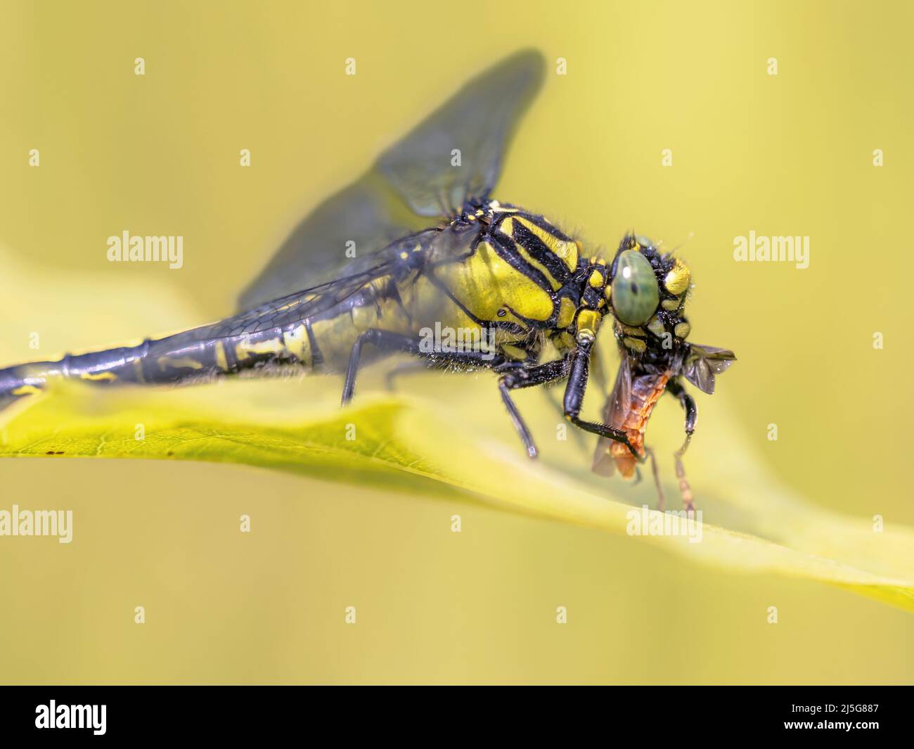 Il clubtail comune (Gomphus vulgatissimus) è una specie di libellula di medie dimensioni che si trova in Europa. Libellula gialla e nera con Prey. Drenthe, Nether Foto Stock