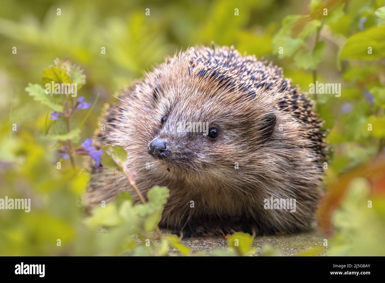Hedgehog europeo (Erinaceus europaeus) che cammina in giardino con fiori blu. L'hedgehog dell'Europa occidentale è nativo dell'Europa e può sopravvivere attraverso un w Foto Stock