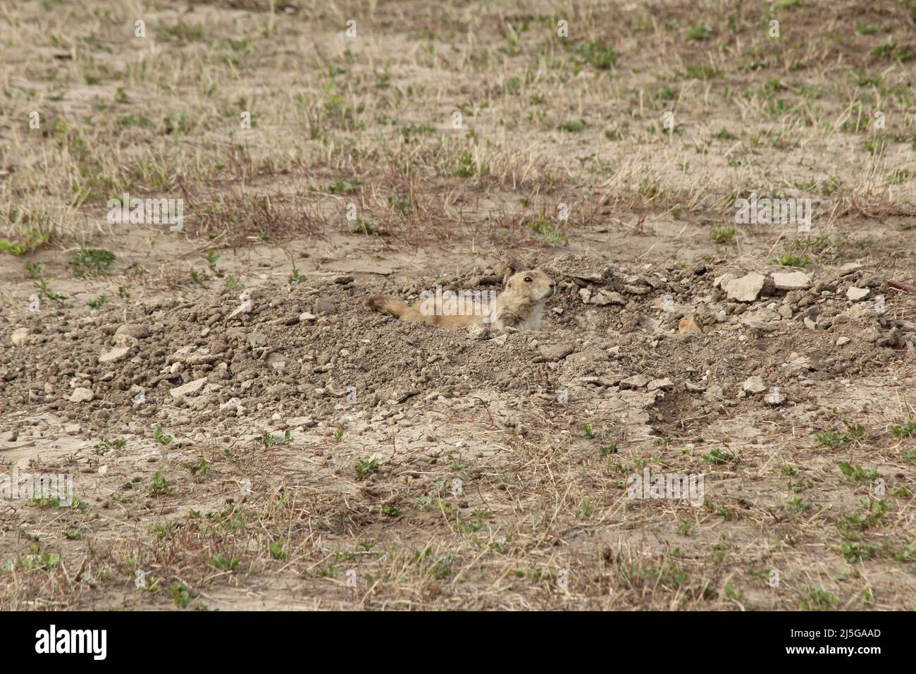 Prairie Dog - Badlands National Park Foto Stock