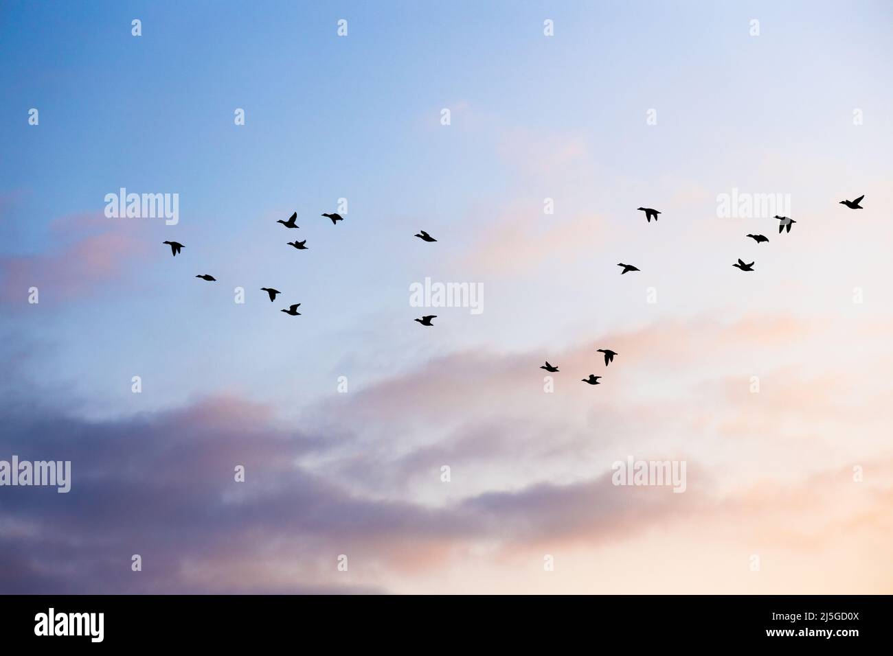 Migrazione di uccelli in primavera di fronte alle nuvole al sole Foto Stock