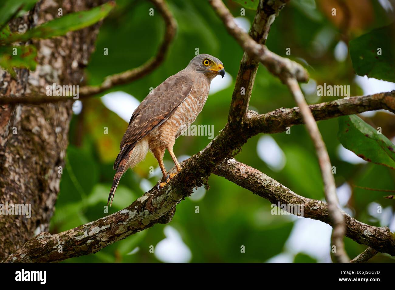 Falco stradale (Rupornis magnirostris), Parco Nazionale di Corcovado, Penisola di Osa, Costa Rica, America Centrale Foto Stock