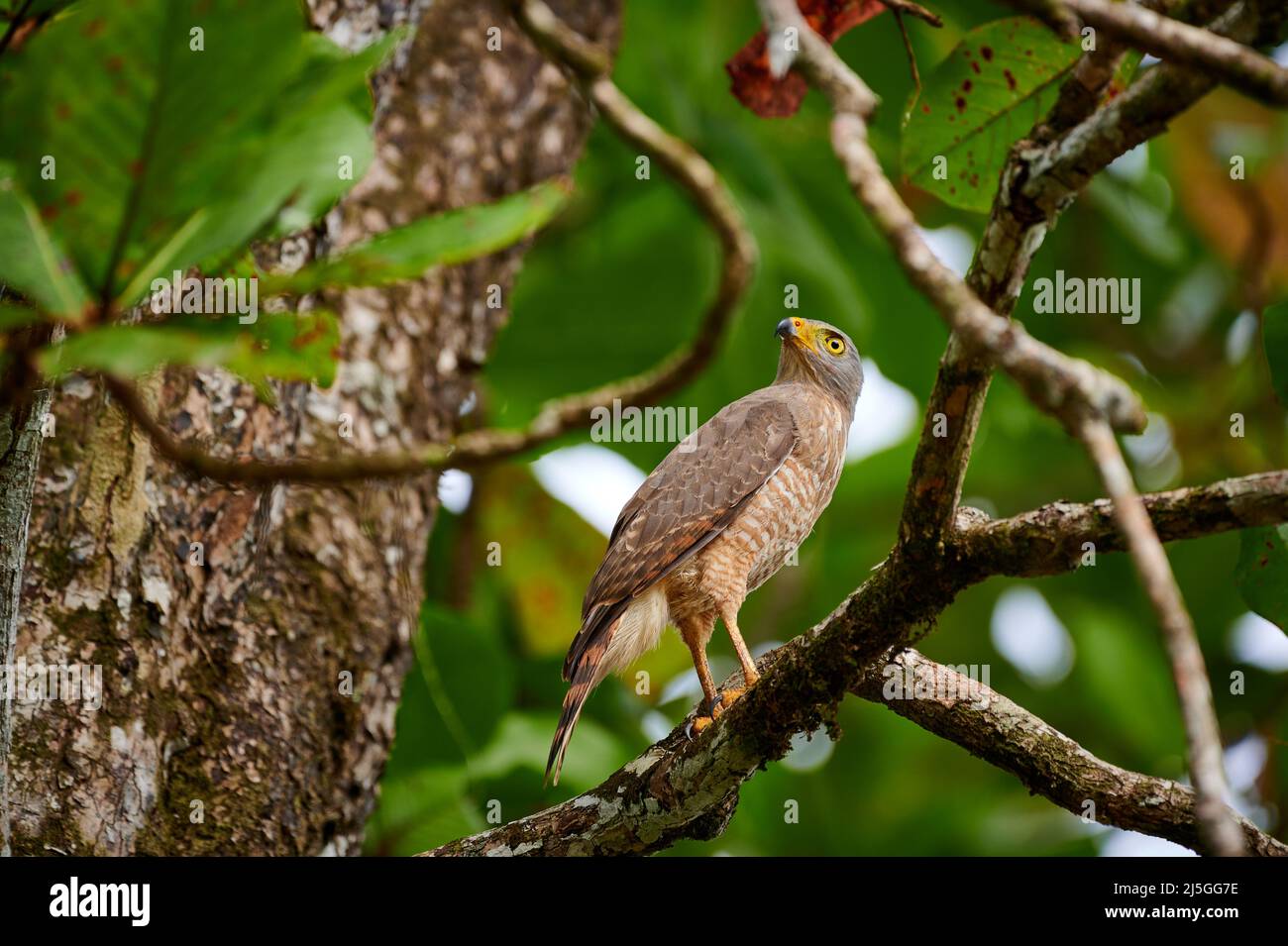 Falco stradale (Rupornis magnirostris), Parco Nazionale di Corcovado, Penisola di Osa, Costa Rica, America Centrale Foto Stock