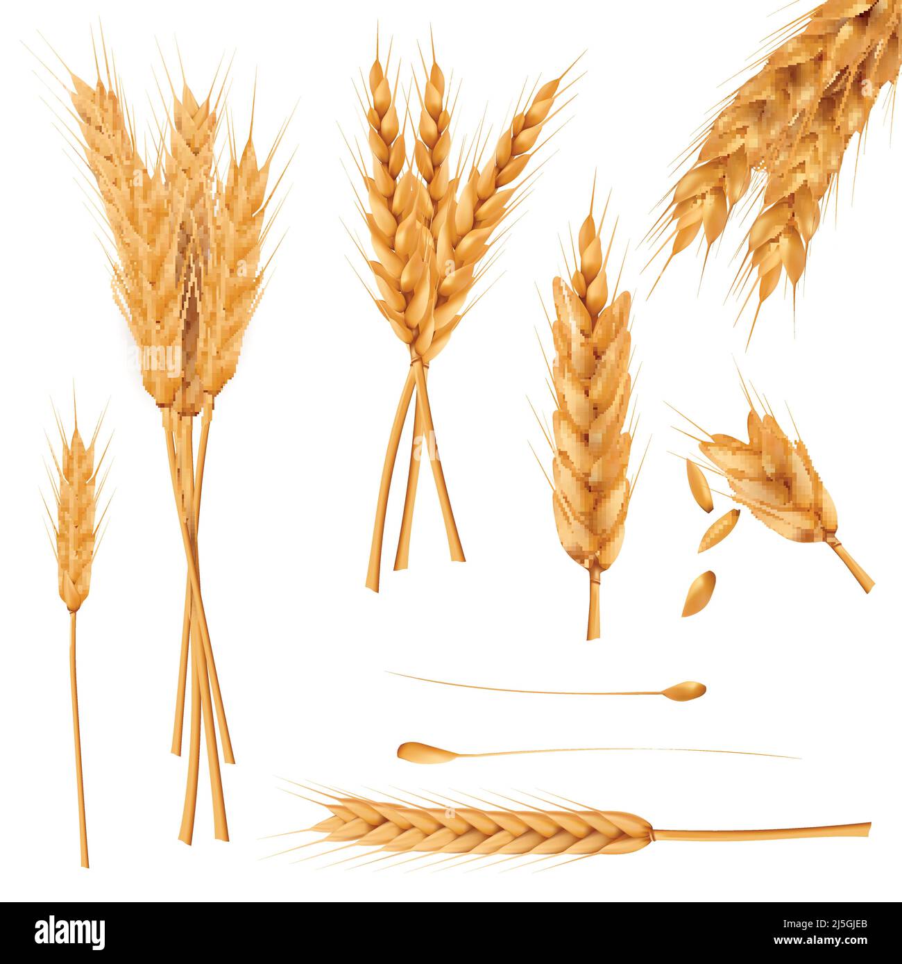 Mazzo di spighe di grano, grani interi essiccati realisticamente illustrazione vettoriale insieme isolato su sfondo bianco. Raccolta di cereali, agricoltura, agricoltura biologica, Illustrazione Vettoriale