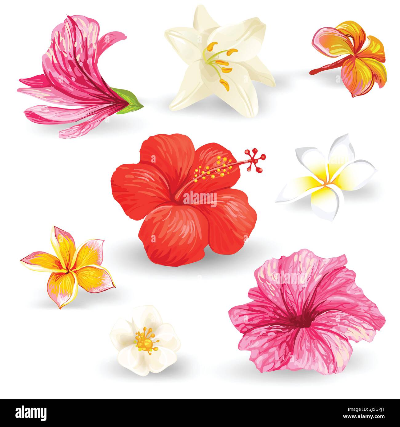Set di illustrazioni vettoriali di fiori tropicali di ibisco con petali rosa, rosso, giallo e bianco isolati su sfondo bianco in uno stile realistico. Illustrazione Vettoriale