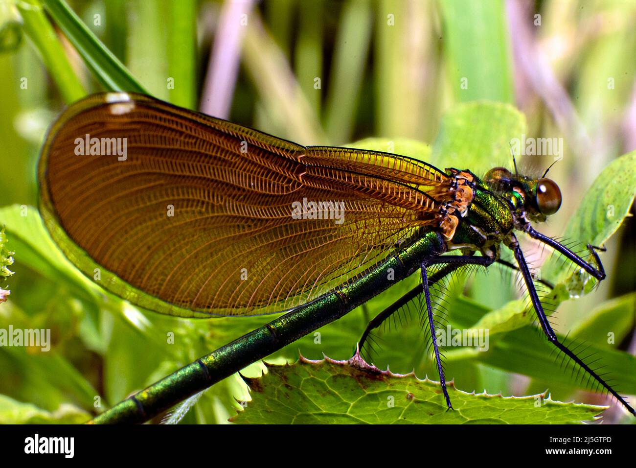Dragonlfy insetto vivo macro fotografia, ali struttura naturale design ispirazione amd engeneering ispirazione sulla natura. Foto Stock
