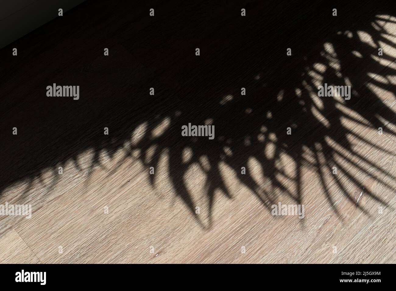 Ombra di una pianta su un pavimento in vinile effetto legno Foto Stock