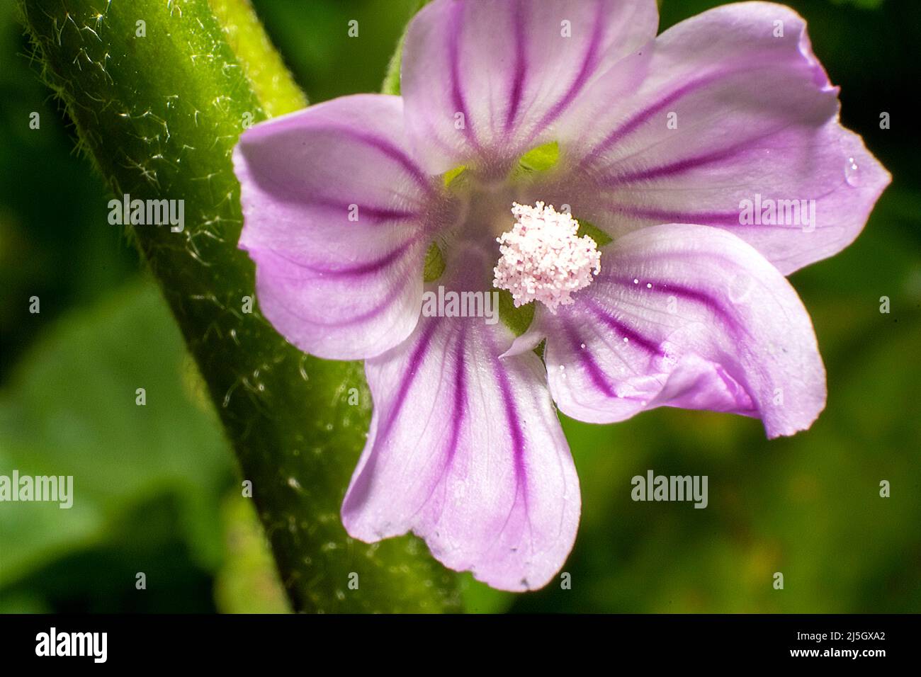 Malva è un genere di piante erbacee annuali, biennali e perenni della famiglia Malvaceae. Pianta con usi medici. Foto Stock