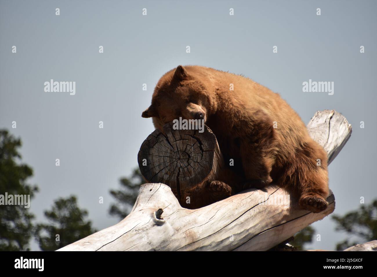 Un incredibile suono di orso bruno addormentato in una calda giornata estiva. Foto Stock