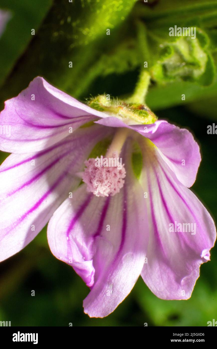 Malva è un genere di piante erbacee annuali, biennali e perenni della famiglia Malvaceae. Pianta con usi medici. Foto Stock