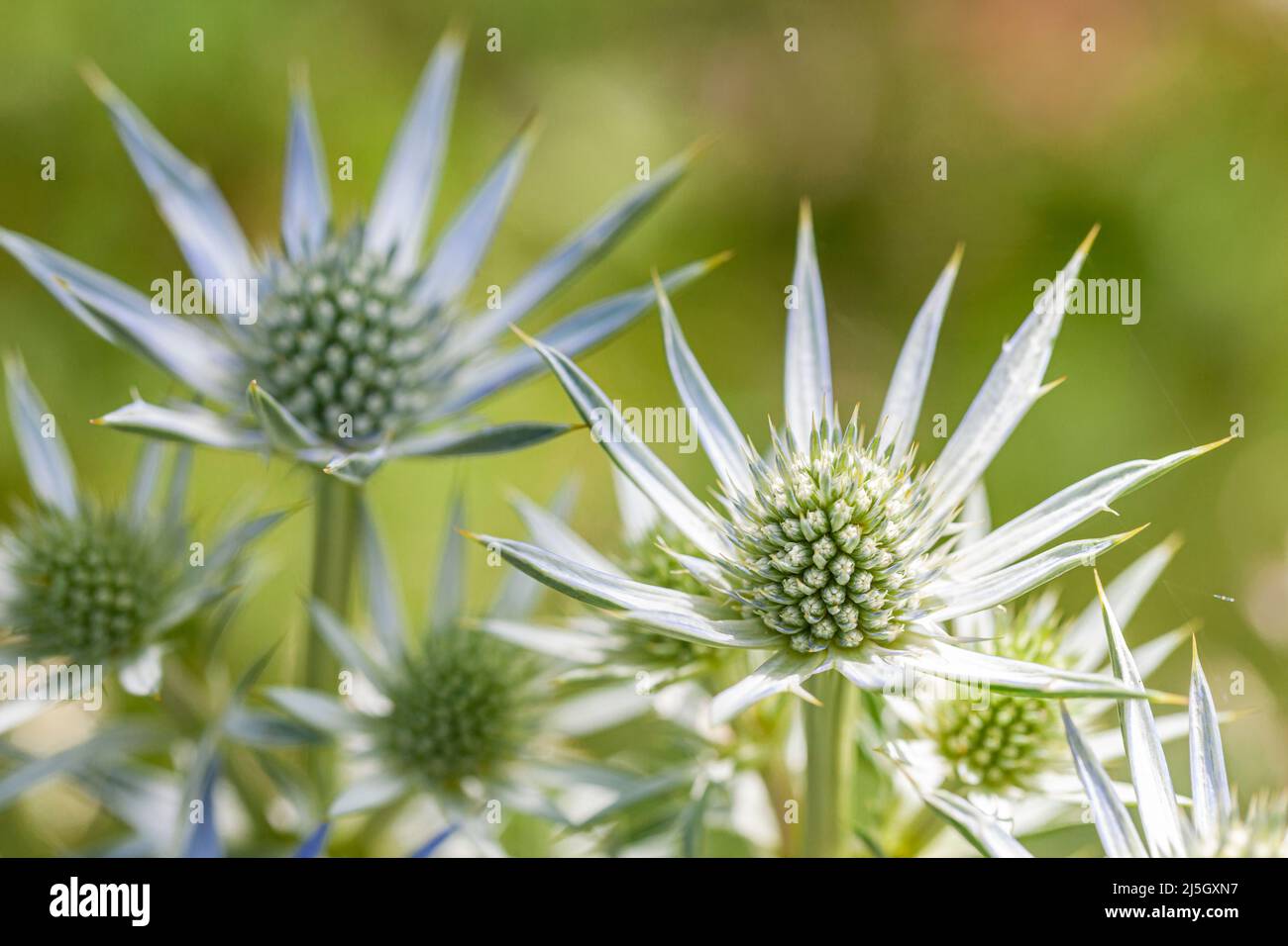 Mare del Mediterraneo (Eryngium borgatii), Valle di Eyne - Vall d'Eyne, Cerdanya, Francia Foto Stock
