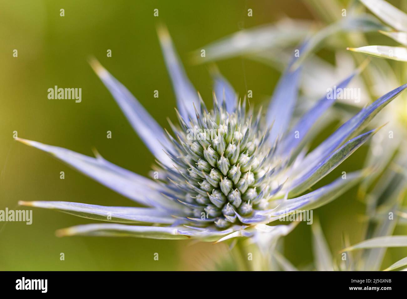 Mare del Mediterraneo (Eryngium borgatii), Valle di Eyne - Vall d'Eyne, Cerdanya, Francia Foto Stock