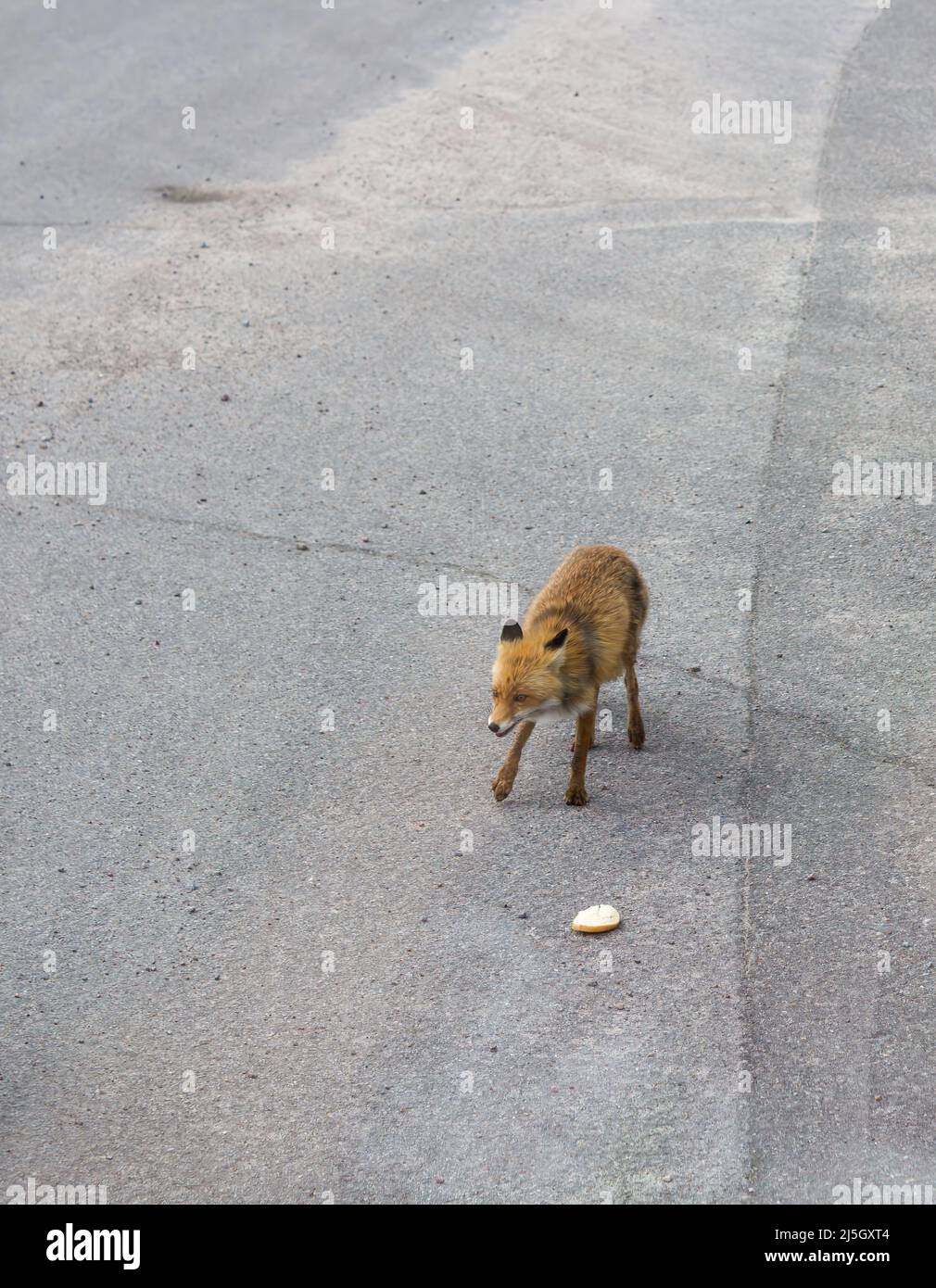 Pripyat Ucraina - MAGGIO 11 2019: La volpe che viene nutrita da turisti che non hanno paura di persone e si comporta come un cane nella città fantasma di Pripyat. Foto Stock