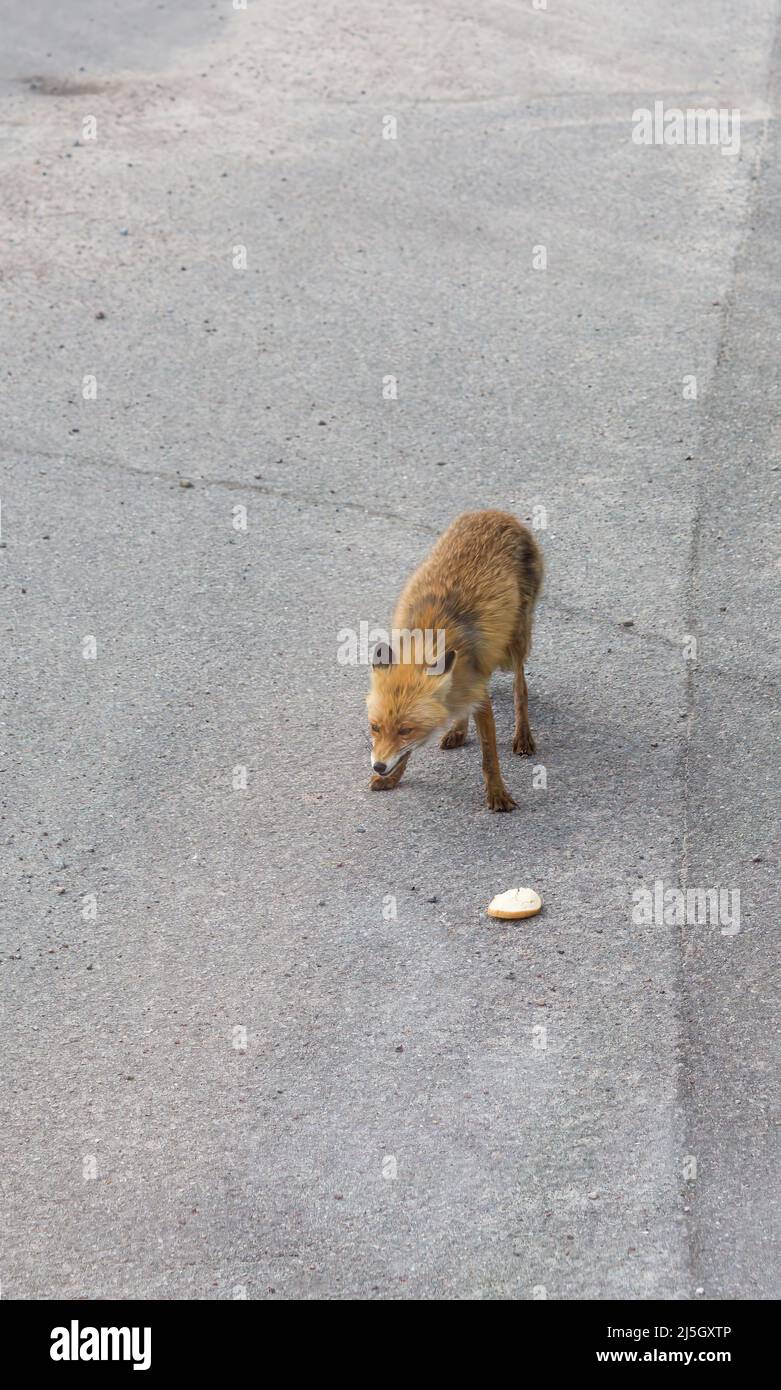 Pripyat Ucraina - MAGGIO 11 2019: La volpe che viene nutrita da turisti che non hanno paura di persone e si comporta come un cane nella città fantasma di Pripyat. Foto Stock