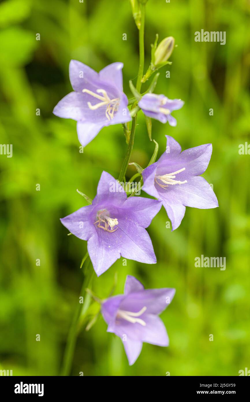 Campanula Persicifolia, Valle della Tena, Huesca, Spagna Foto Stock
