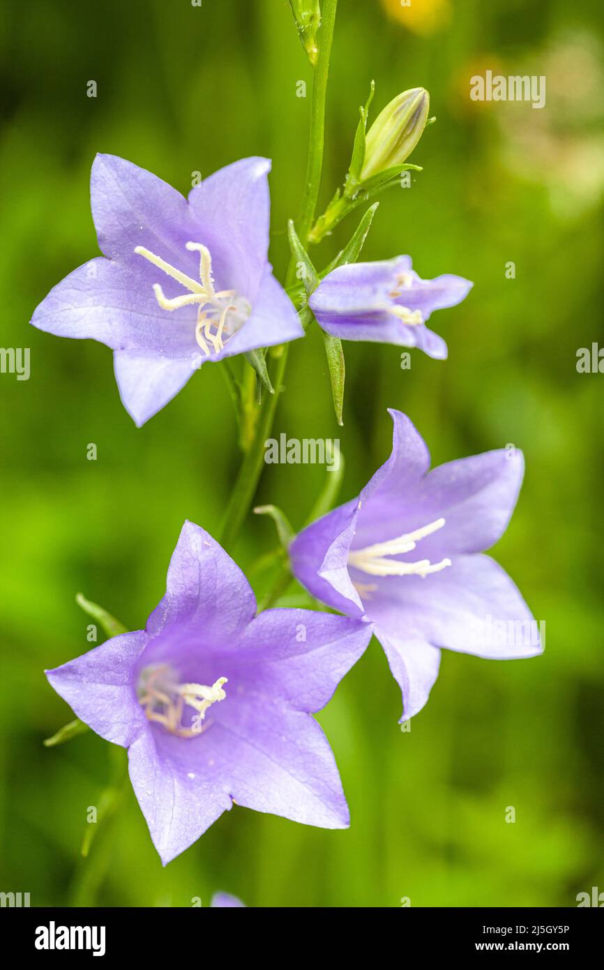 Campanula Persicifolia, Valle della Tena, Huesca, Spagna Foto Stock